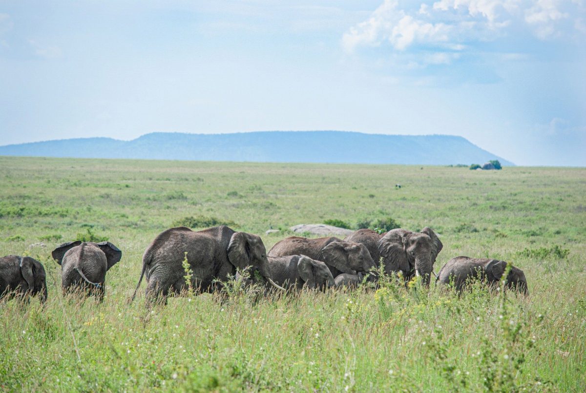 A herd of elephants crossing green grassland, with a flat-topped hill on the horizon.