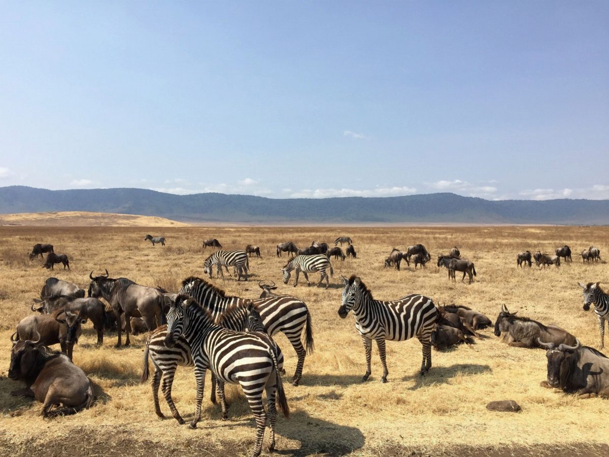 Zebra and wildebeest grazing on the dry crater floor below the rim.