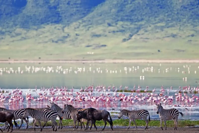 Flamingos in the shallows of a soda lake, with zebra and wildebeest along the shore.
