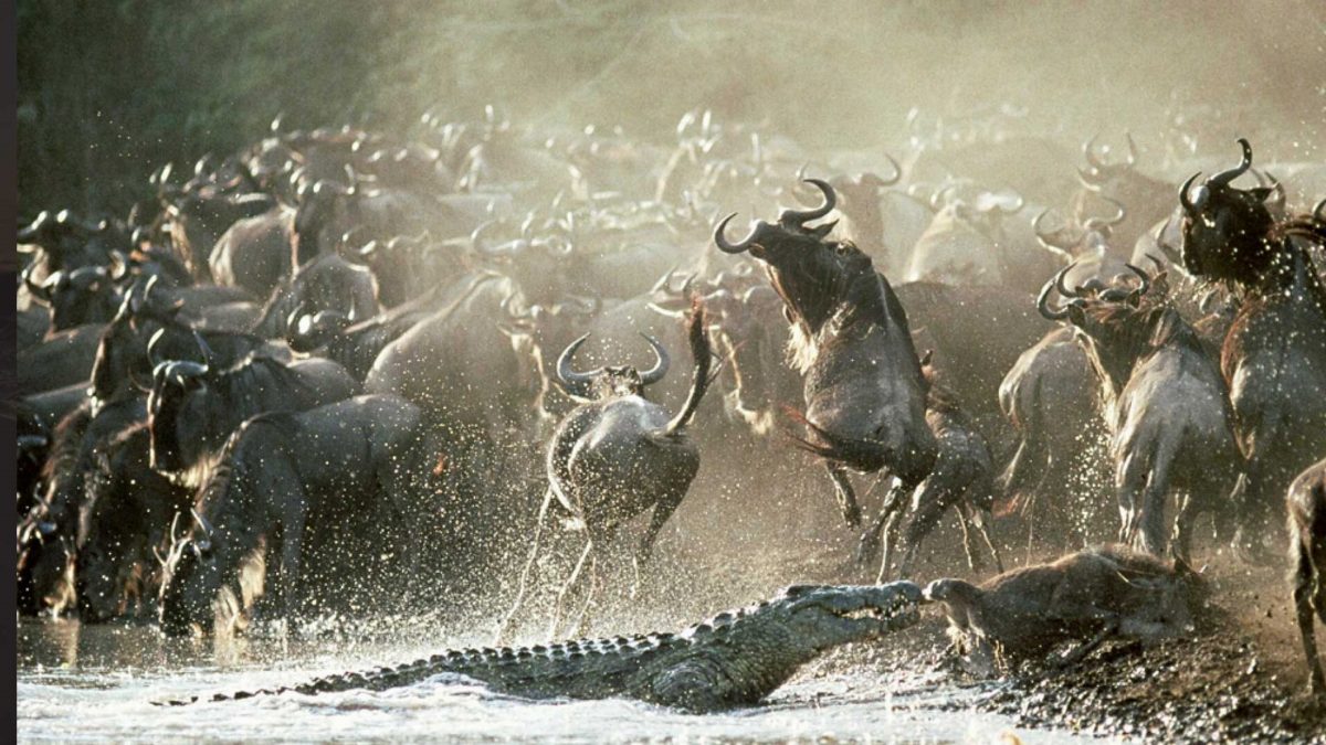 Wildebeest crossing a river in a wall of spray, with a crocodile open-jawed at the near bank.