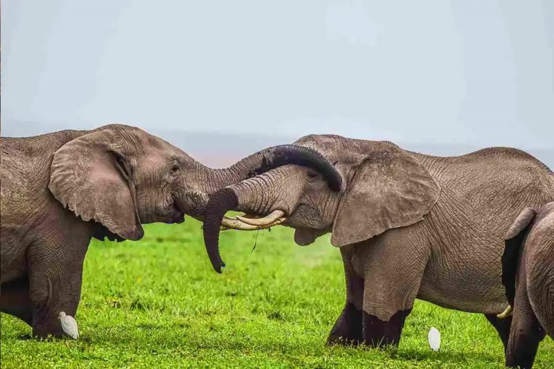Two young elephants with trunks locked, sparring on short green grass.