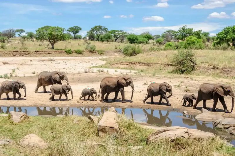 A family of elephants walking along a pool, their reflections in the water.