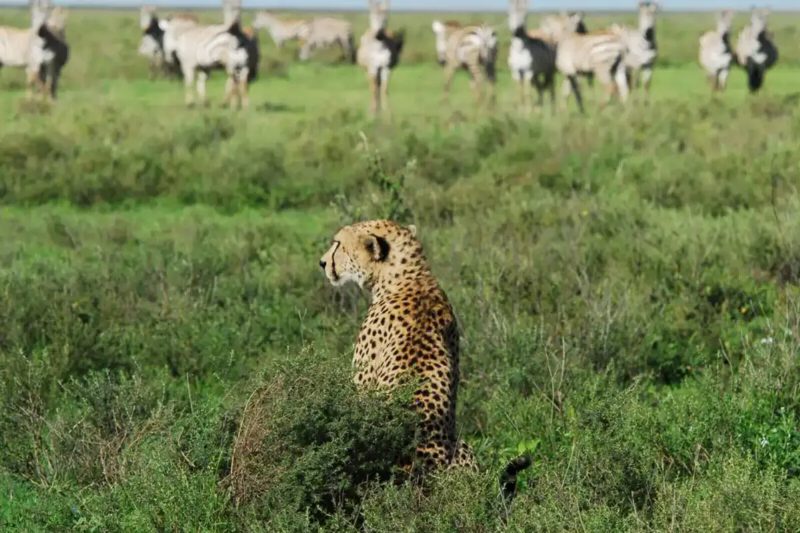 A cheetah sitting upright in green grass while a line of zebra grazes behind it.
