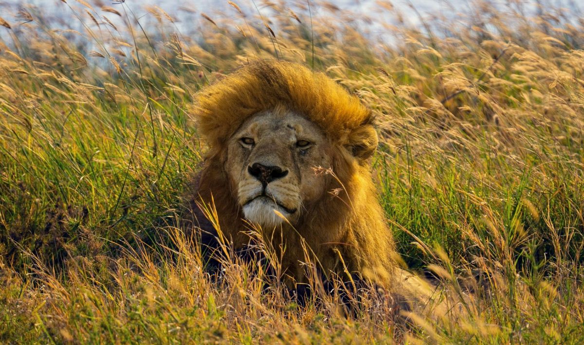 A male lion with a thick mane lying in long golden grass.