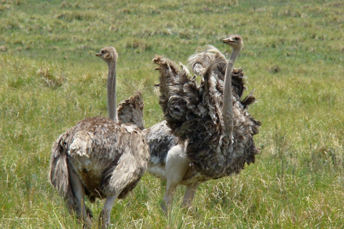 Two ostriches, one fanning its feathers, in green grass.
