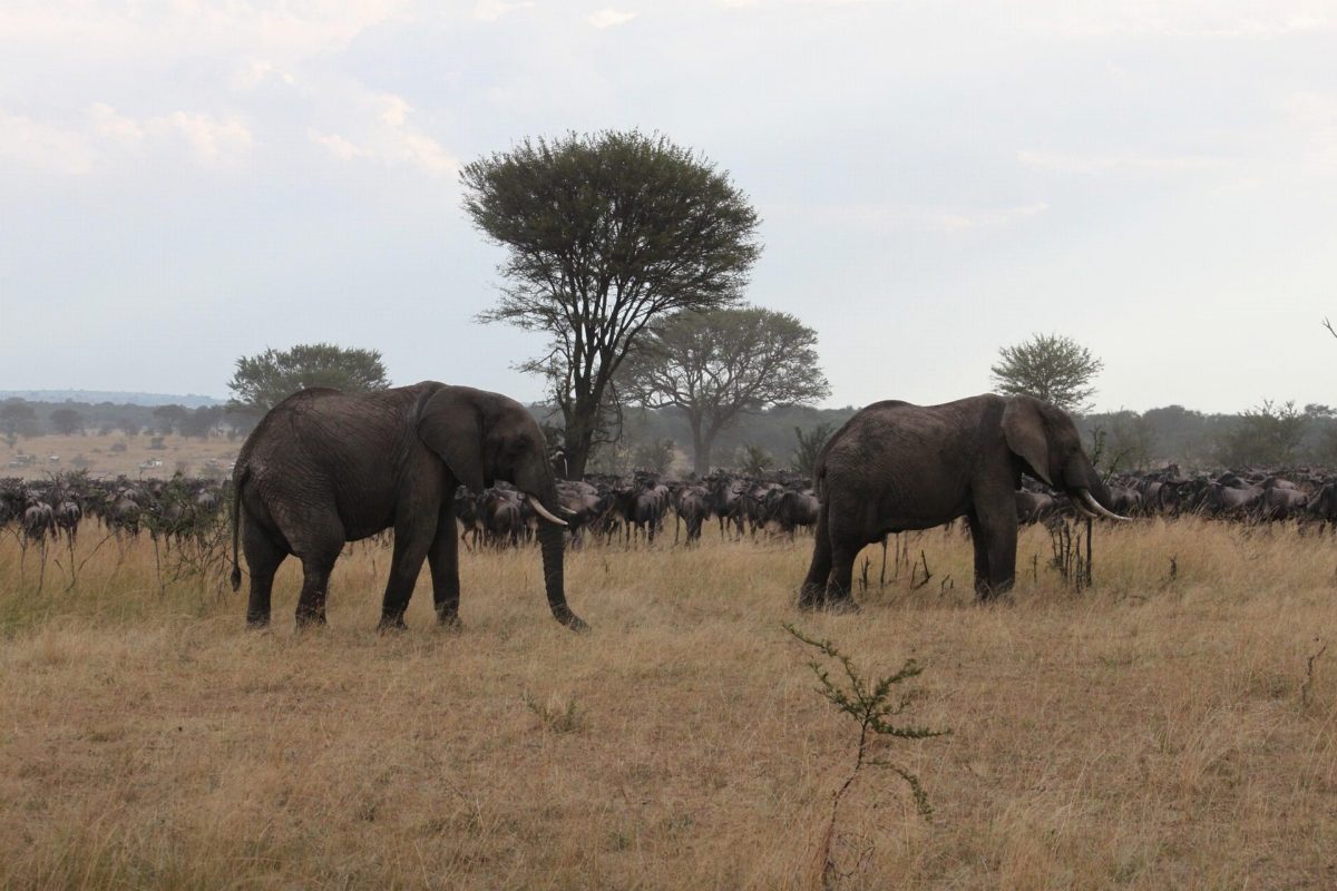 Two elephants among huge herds of wildebeest on a plain.