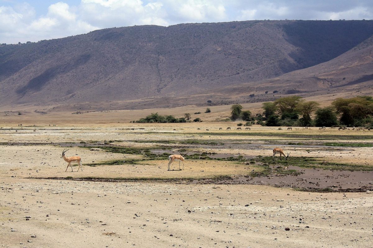 Antelope grazing on dry ground below a steep, grassy slope.