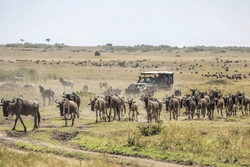 Wildebeest walking in a long line past a safari vehicle on open grassland.