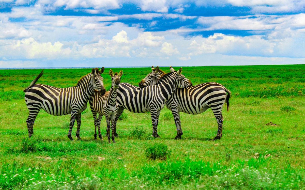 Zebras grazing on a bright green plain under a blue sky.