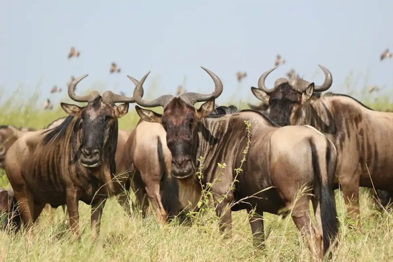 A small group of wildebeest standing close together in tall grass.