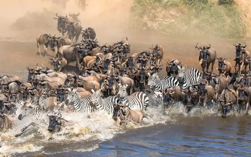 Zebra and wildebeest splashing through a river in a crowded crossing.