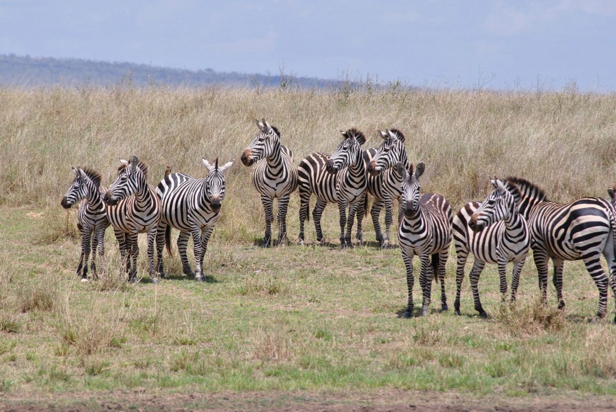 A herd of zebras standing in dry grass.