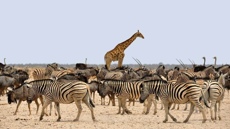 A mixed herd of zebra, wildebeest, oryx and ostrich on pale ground, with one giraffe standing above them.