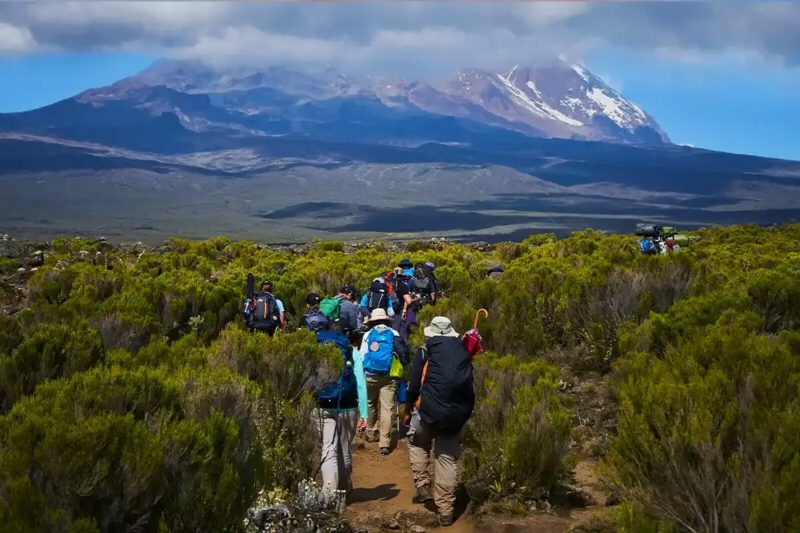 A group of trekkers walking through green heath toward Kilimanjaro's snow-capped summit.