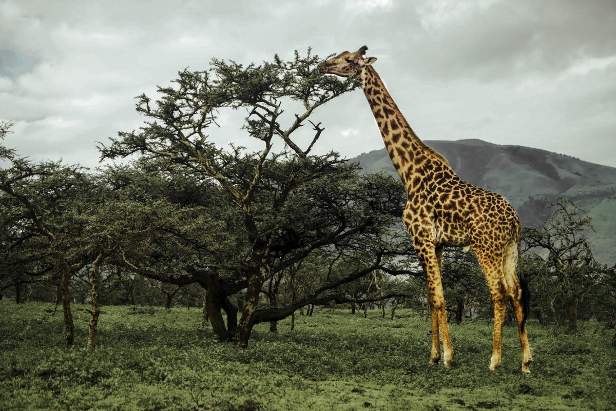 A giraffe browsing from the top of a flat thorn tree.