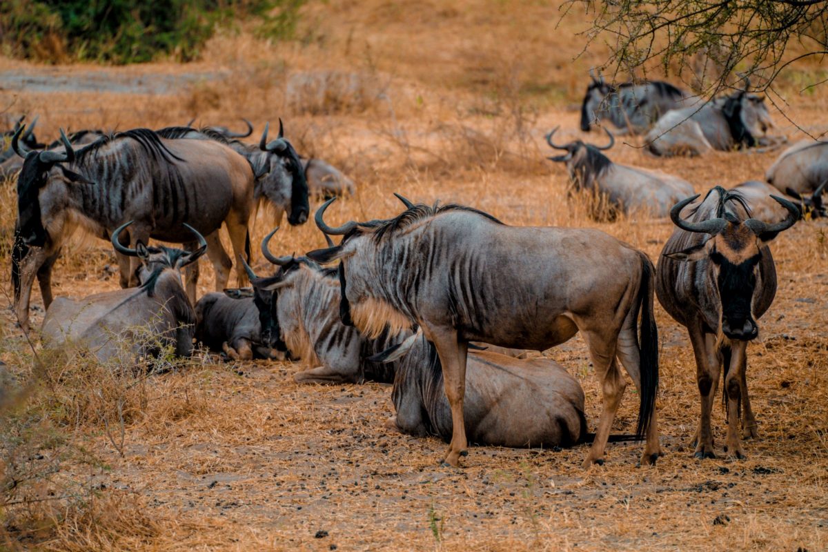 Wildebeest lying down and resting on dry red ground.