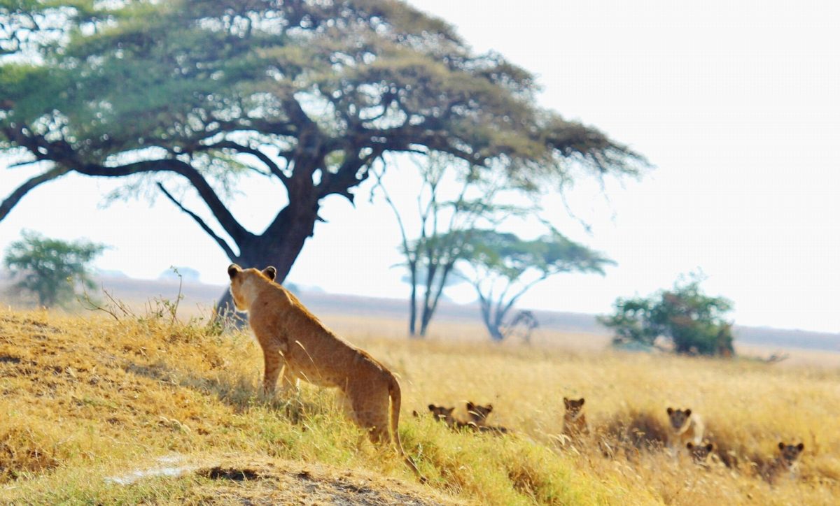 A lioness standing on a grassy bank while her cubs rest below.