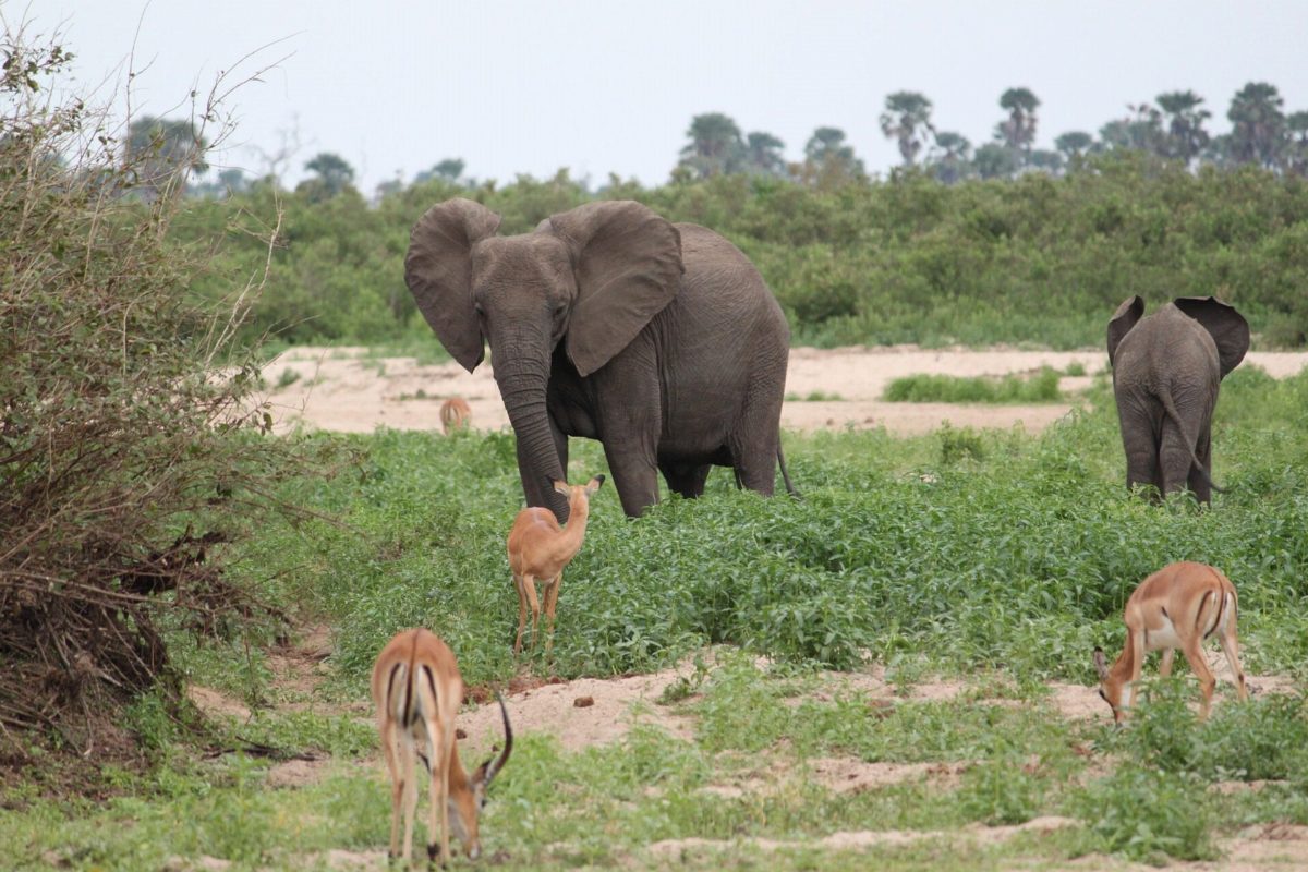 Elephants and impala feeding together in green grass by a river.