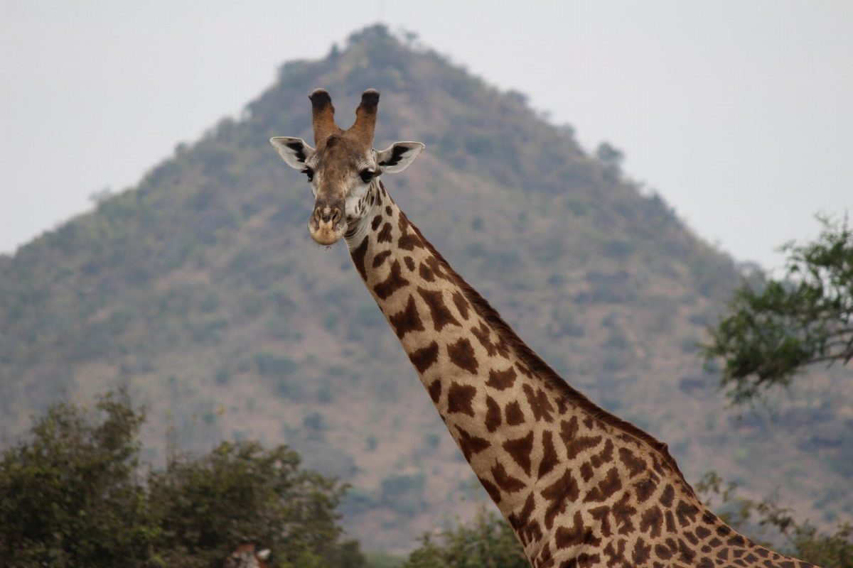 A giraffe standing in front of a steep, rocky hill.