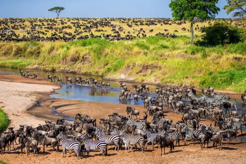 Zebra and wildebeest crowding a shallow pool in a dry riverbed, with more herds on the grass above.