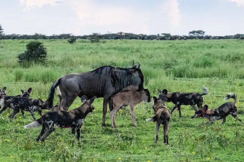 Wild dogs moving through a group of wildebeest mothers and young calves on green grass.