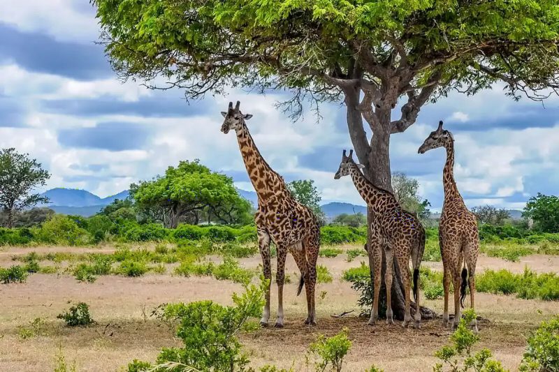 Three giraffes standing beside a broad acacia on green grassland, with blue hills on the horizon.