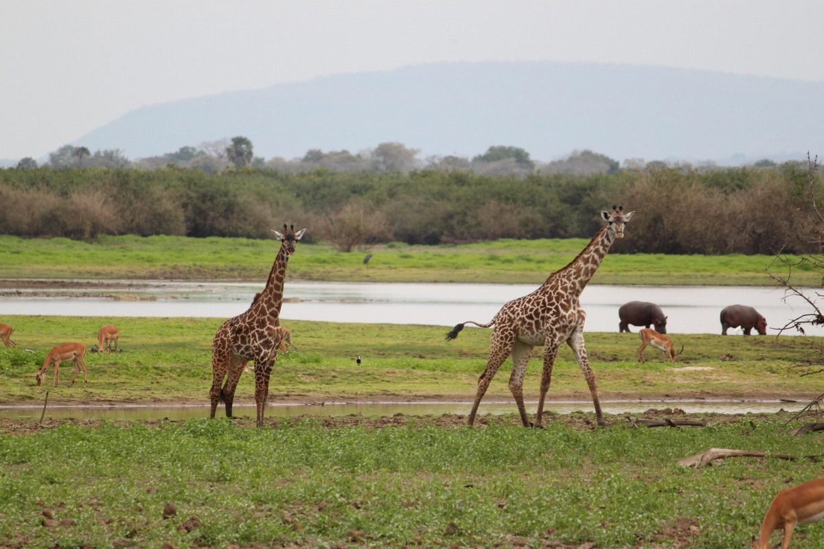 Two giraffes walking along a river, with more animals grazing behind.