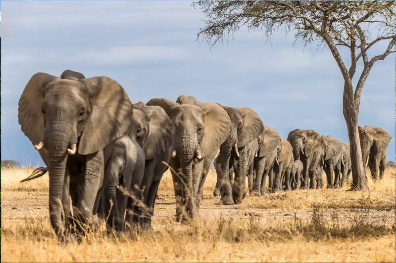 A long line of elephants walking through dry grass under a tall acacia.