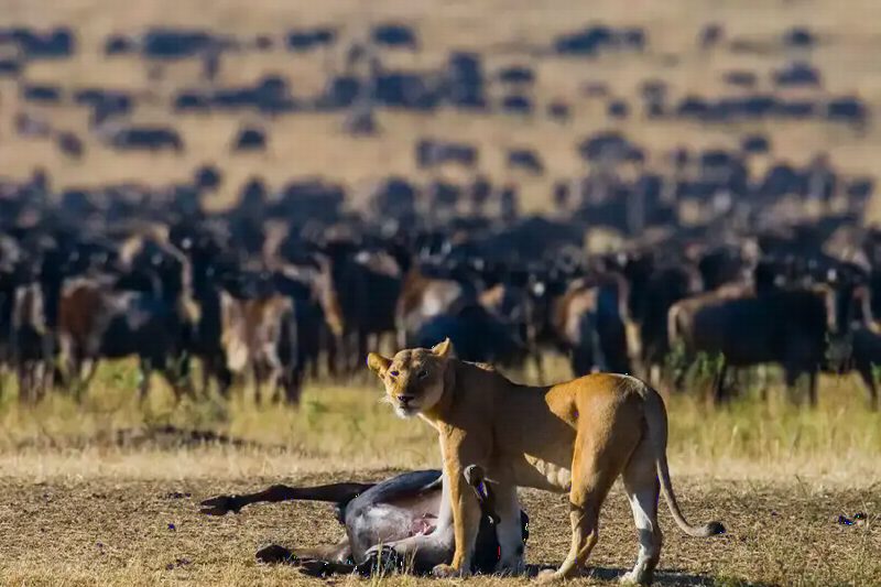 A lioness standing over a kill, with a huge herd of wildebeest blurred behind her.
