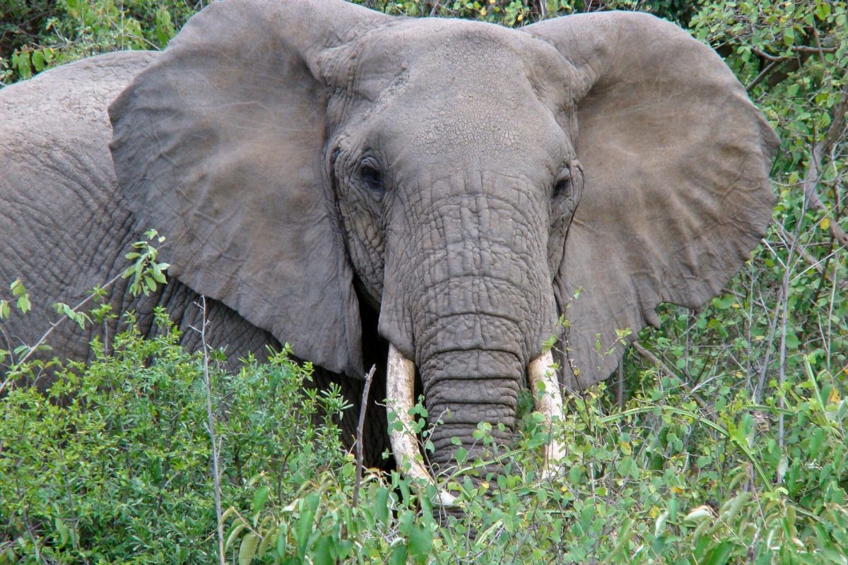 A close view of an elephant in tall green grass.