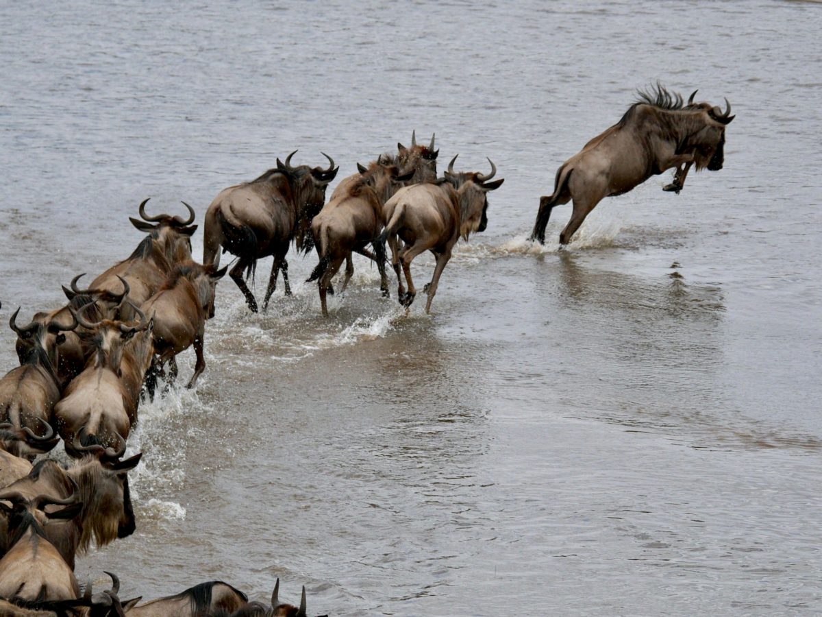Wildebeest leaping into shallow water.