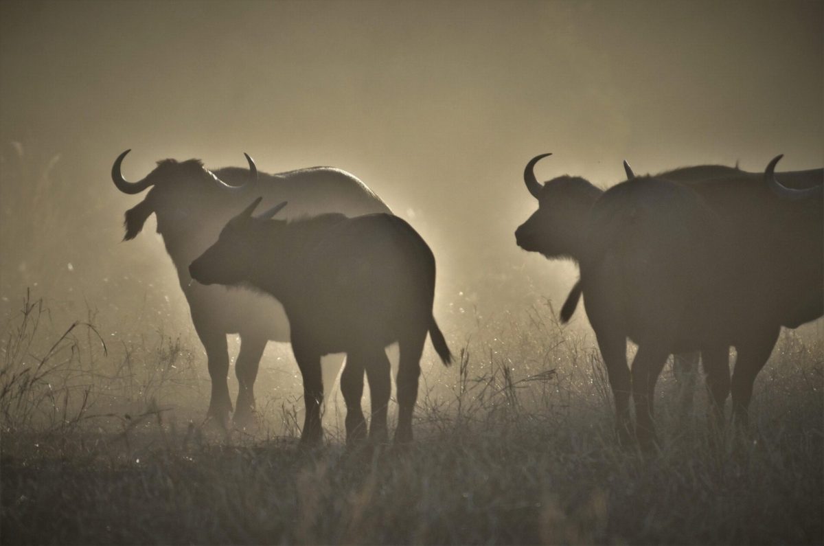 Two buffalo silhouetted in hazy light.