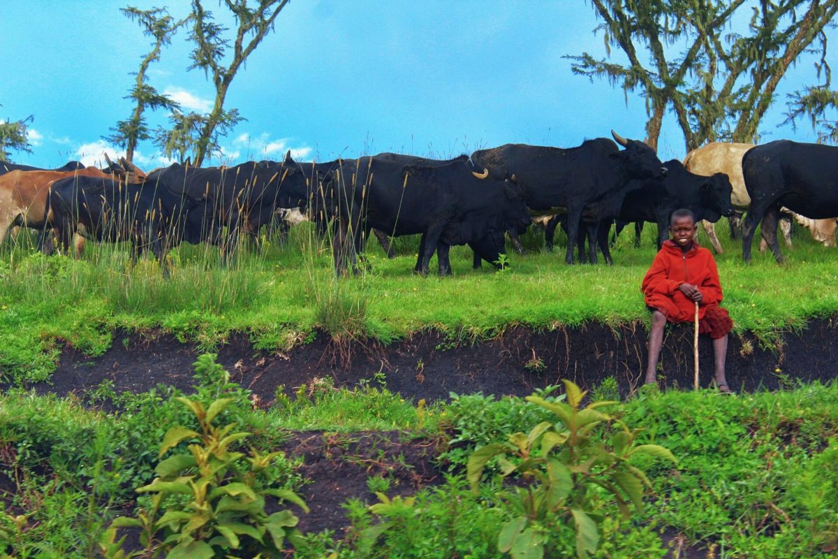A Maasai herder in a red shuka standing with his cattle on green grass.