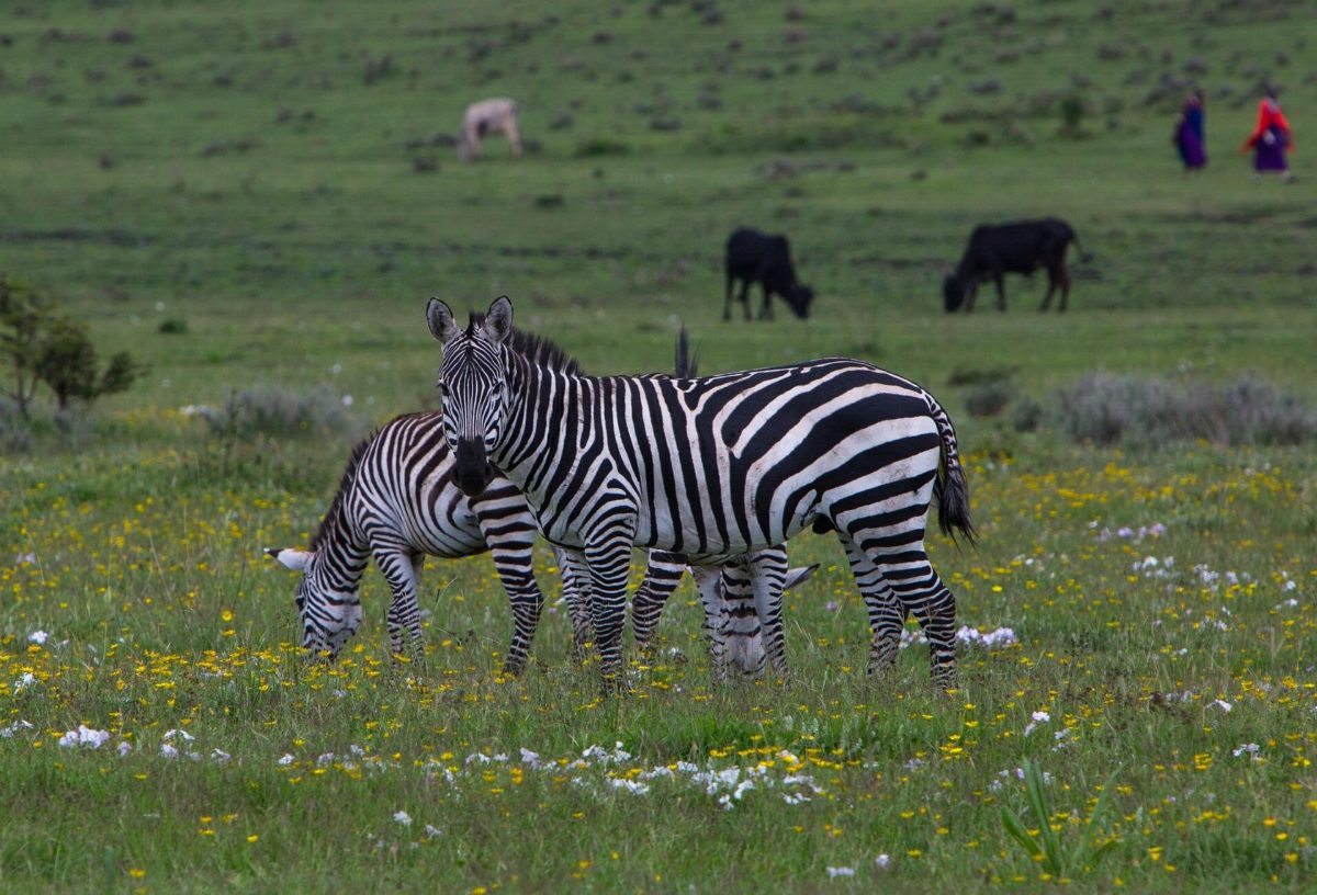 Zebras grazing on a green slope while Maasai cattle graze behind them.