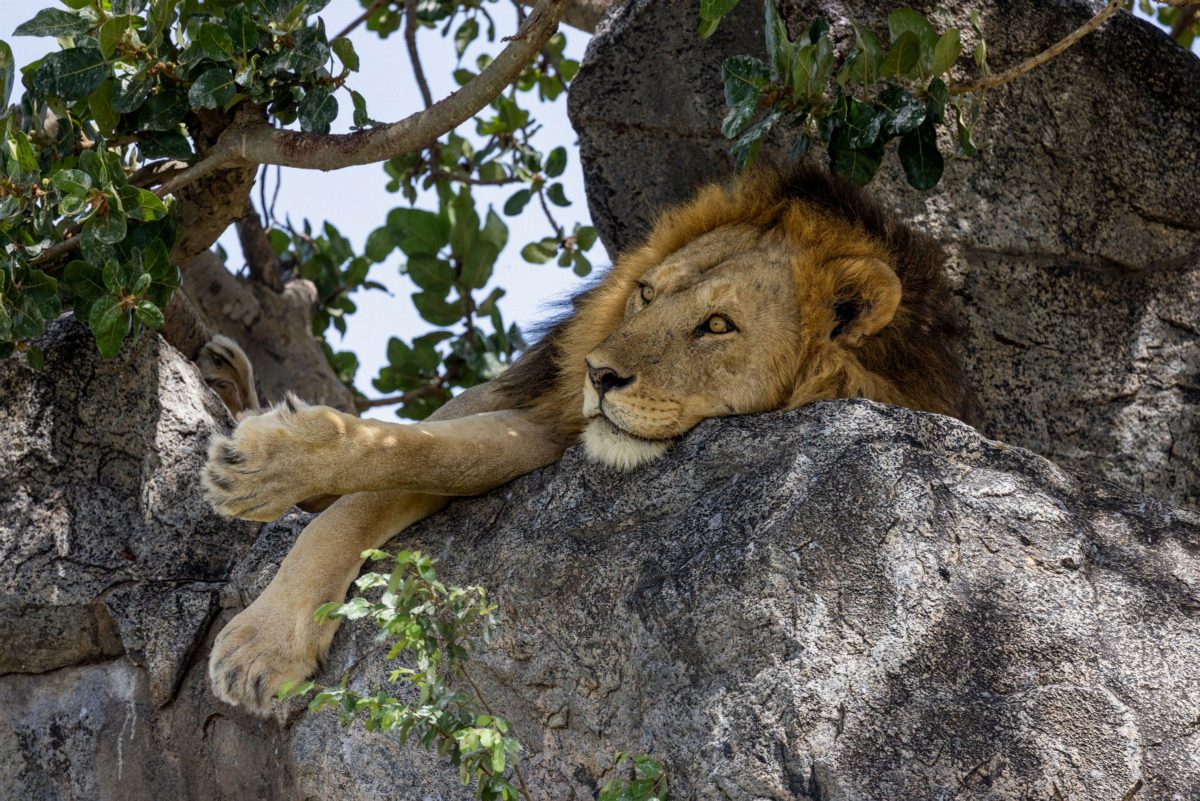 A lion asleep on a rock, one paw hanging over the edge.