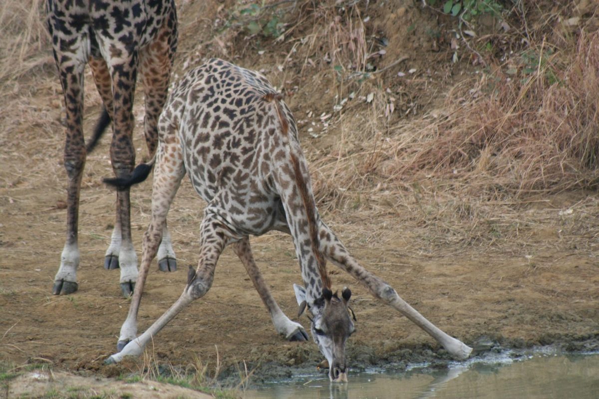 A giraffe splaying its front legs to drink from a pool.