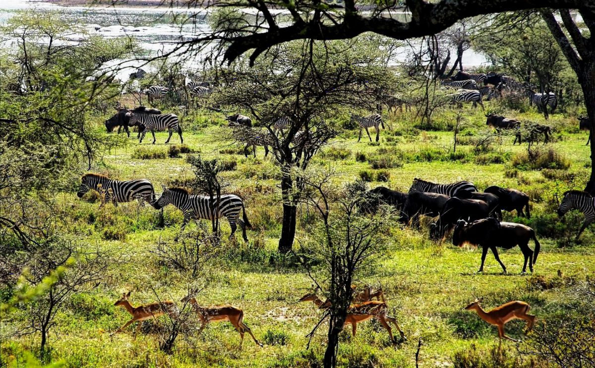 Zebra and wildebeest grazing among scattered green trees.