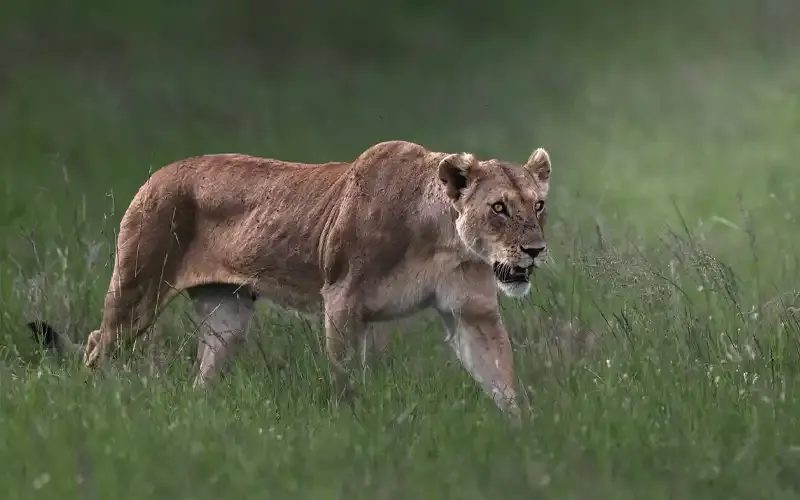 A lioness walking through short green grass.