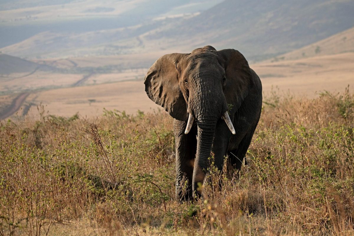 A lone elephant walking toward the camera across a dry slope.